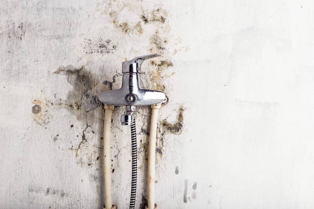 Best Water Damage Restoration  in Shelton, CT