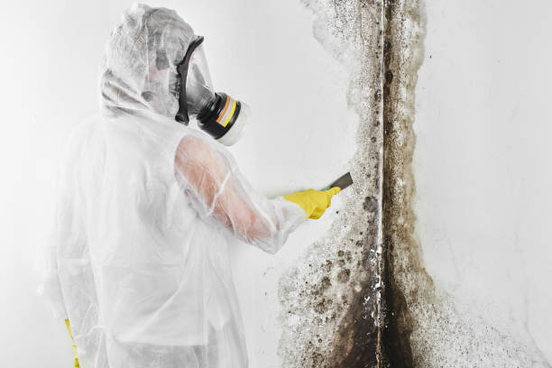 Best Affordable Mold Removal  in Shelton, CT