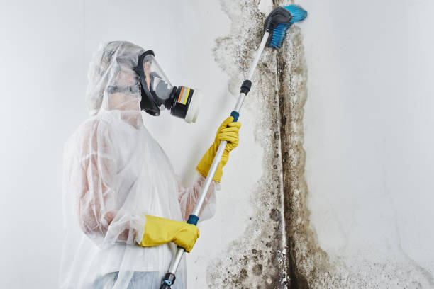 Best Home Mold Removal  in Shelton, CT