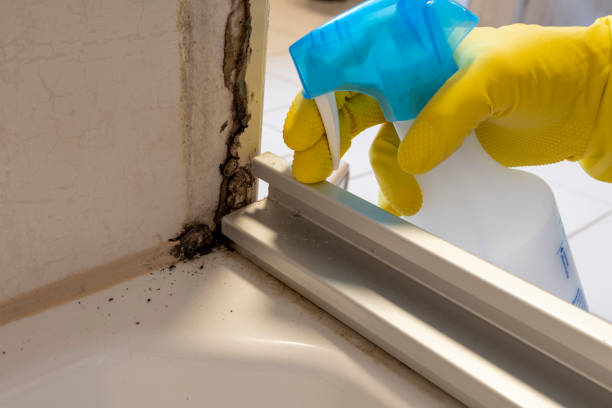 Best Same-Day Mold Removal  in Shelton, CT