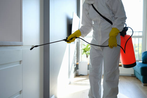 Best Certified Mold Removal  in Shelton, CT