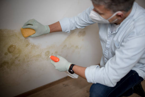Professional Mold Removal in Shelton, CT