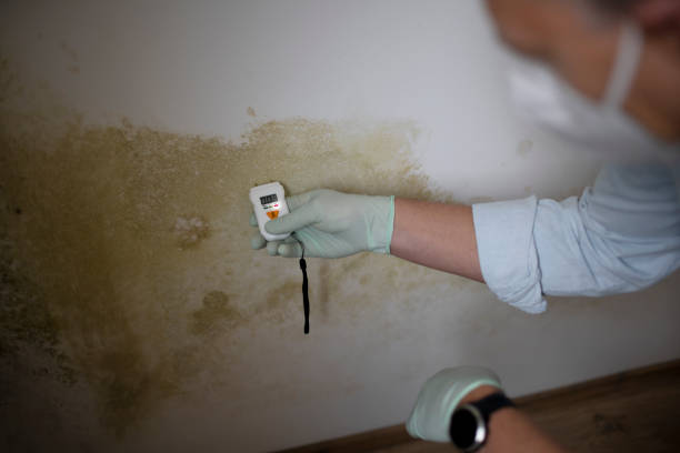 Best Office Mold Removal Services  in Shelton, CT
