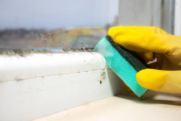 Best Mold Testing  in Shelton, CT