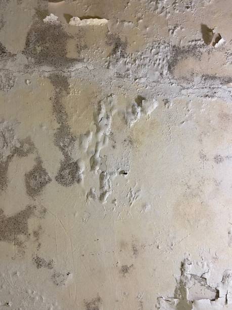 Best Toxic Mold Removal  in Shelton, CT