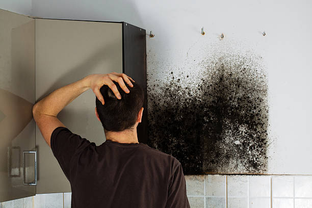 Best Mold Removal Near Me  in Shelton, CT