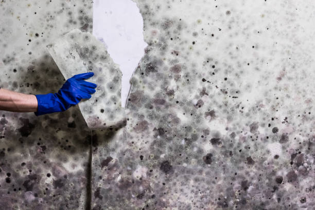 Best Fast Mold Removal  in Shelton, CT