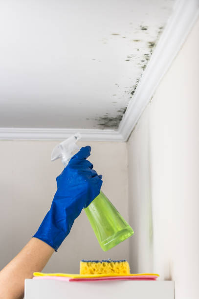 Best Mold Remediation Experts  in Shelton, CT