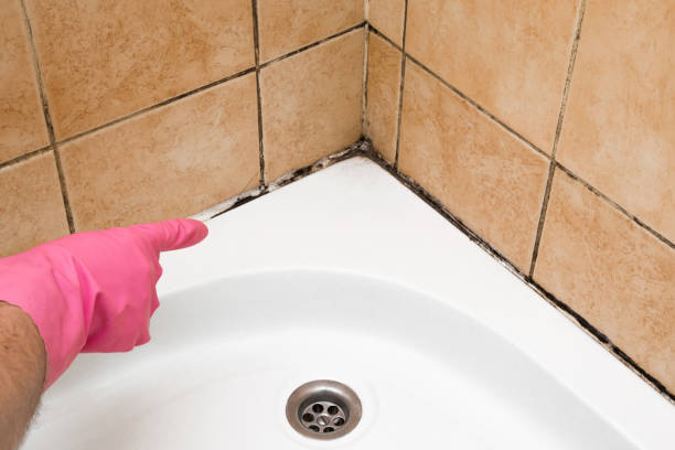 Best Professional Mold Removal  in Shelton, CT